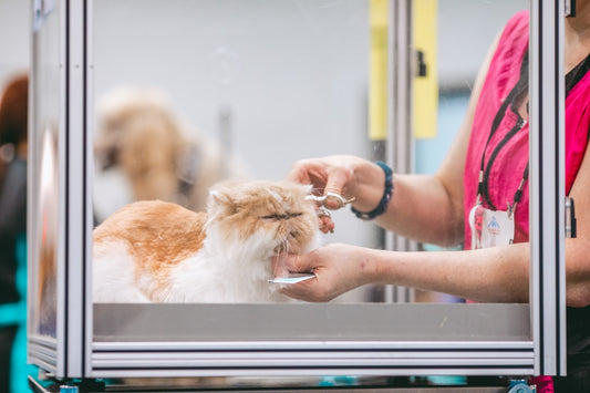 Nature’s Protection Superior Care: La Scelta Giusta per Cute e Pelo di Cani e Gatti?