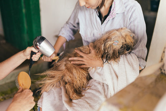 Advantix per cani: ogni quanto va messo per una protezione efficace