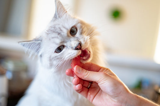 Miglior cibo per gatti per salute dell'apparato digerente: guida completa