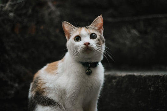 Collare con campanellino per gatti: è davvero utile o può essere fastidioso?