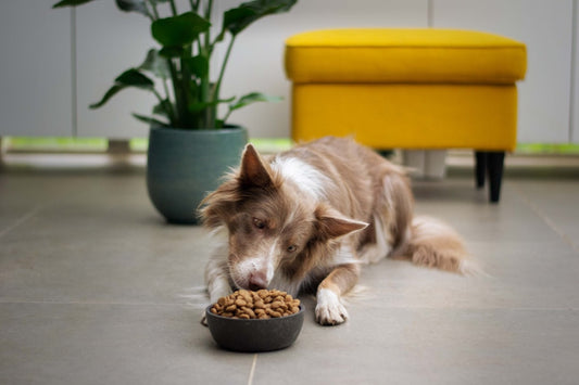 Cibo umido low carb per cani: guida alla scelta