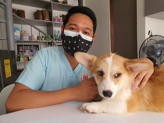 Medicina veterinaria: cos'è, cosa fa e quando andare