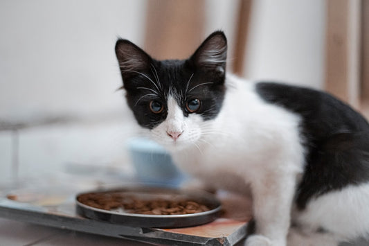 Mix Feeding: i vantaggi dell'alimentazione mista per cani e gatti
