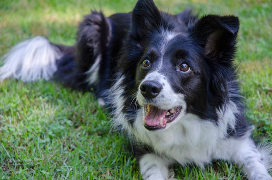 Razze di cani: come scegliere quella giusta per te e la tua famiglia