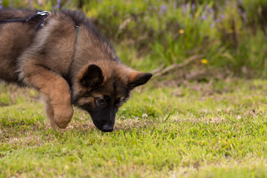 Spray anti cannibalismo per cani: a cosa serve e come usarlo