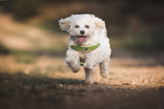 Antiparassitario per cani: guida completa alla scelta e utilizzo