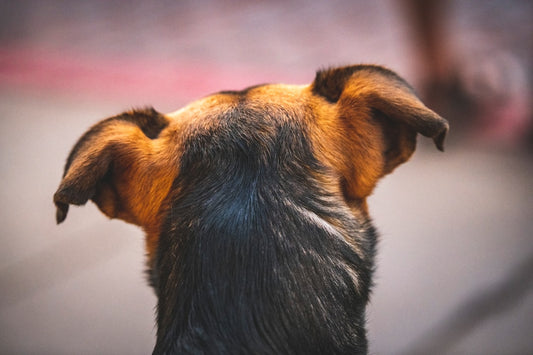 Gocce per Otite del Cane: Guida Completa per Riconoscere, Scegliere e Agire Correttamente