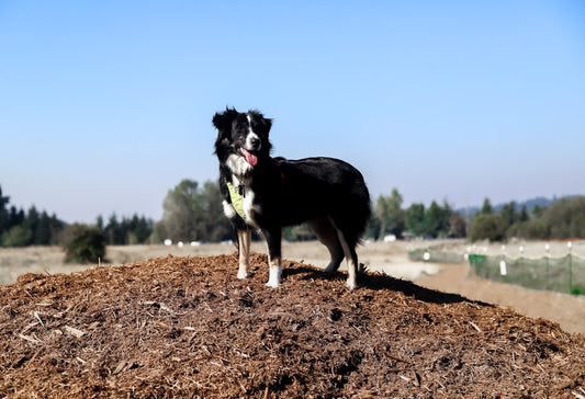 Advantix cosa copre: protezione completa per il tuo cane