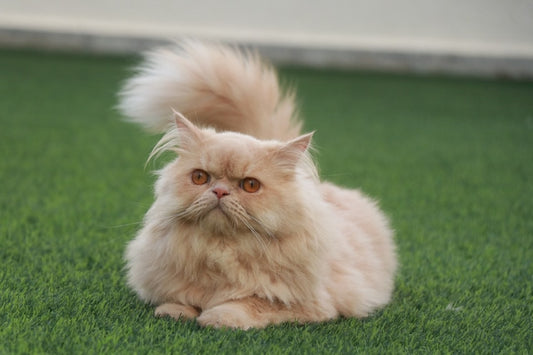 Gatto Persiano: carattere, cura e cosa sapere prima di adottarlo