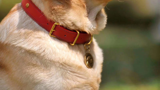 Miglior collare antiparassitario cane: guida alla scelta 2026