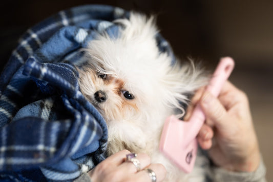Prodotti per cani a manto chiaro: cura, pulizia e luminosità