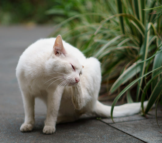 Gatto che Lecca l’Antipulci: Cosa Succede e Come Intervenire Subito