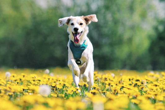 Giochi per Cuccioli: Guida alla Scelta per Cani, Gatti e Piccoli Animali