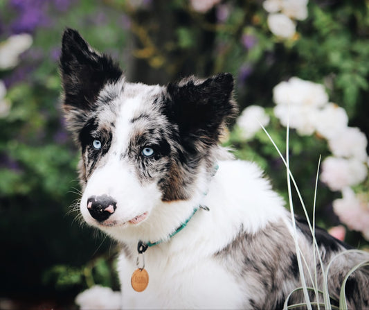 Miglior Antiparassitario Naturale per Cani: Guida alla Scelta