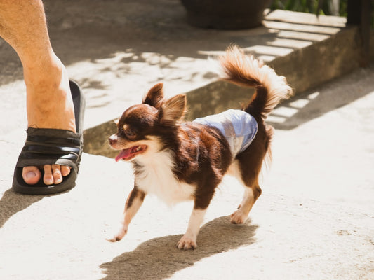 Pannolini per cani femmina: quale taglia e marca scegliere