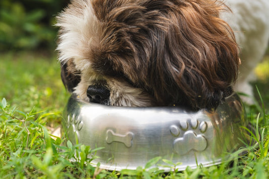 Crocchette o umido per cani: qual è la scelta migliore?