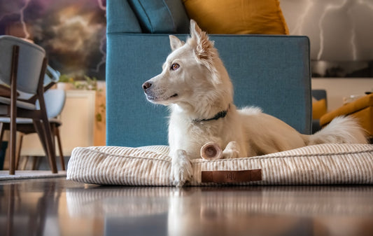 Pavimento per Animali Domestici: Guida alla Scelta