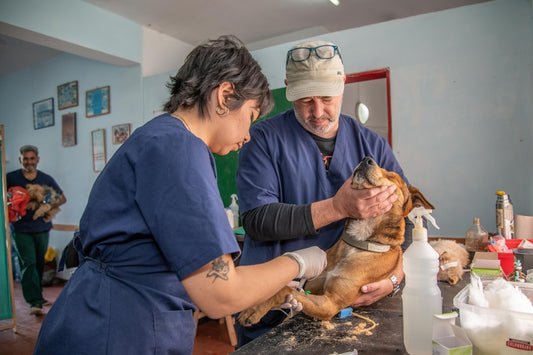 Rabbia nel cane in Italia: obbligo vaccinale e rischi reali