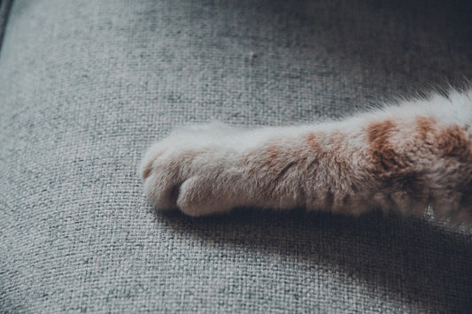 Il gatto con tre zampe: guida completa per una vita piena e felice