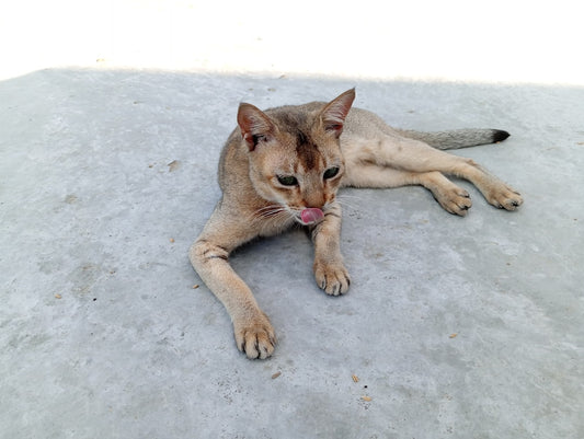 Peli di gatto in casa: come rimuoverli davvero e risolvere un "problema peloso"