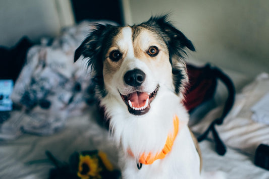 Antiparassitario per cani: guida completa alla protezione