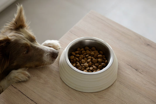 Alimentazione del Border Collie: Guida Completa per un Cane Atletico e Longevo