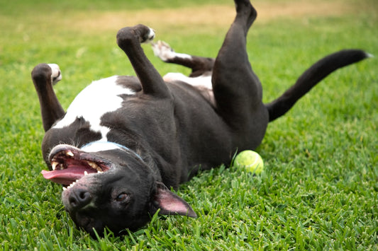 Gastrotaxil cane: dosaggio, uso e quando serve davvero