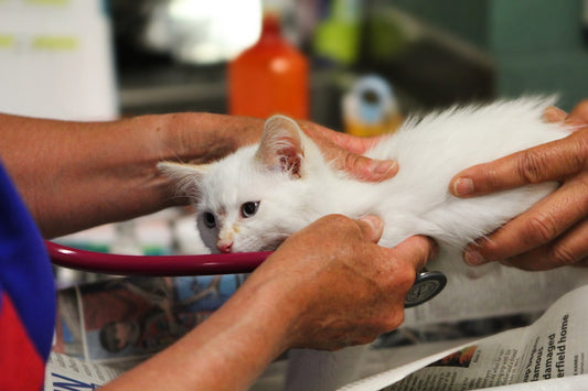 Antibiotico per gatti e ferite: guida alle opzioni veterinarie