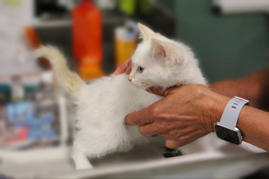 Shampoo a secco per gatti: come e quando usarlo senza stress