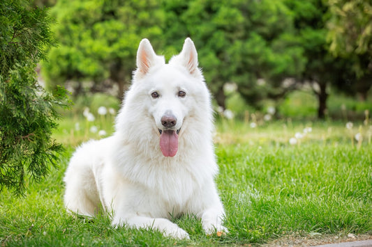 Advantix a cosa serve: guida completa all'antiparassitario per cani
