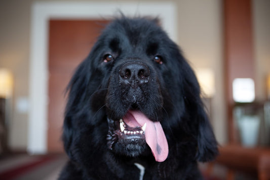 Terranova cane: carattere, cura e tutto quello che devi sapere