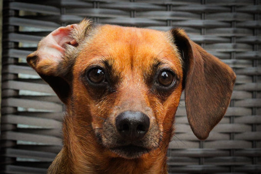 Gocce per Otite del Cane: Guida alla Scelta e all'Uso Corretto