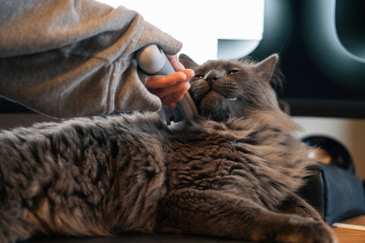 Spazzola per gatti pelo lungo: come scegliere il Furminator giusto