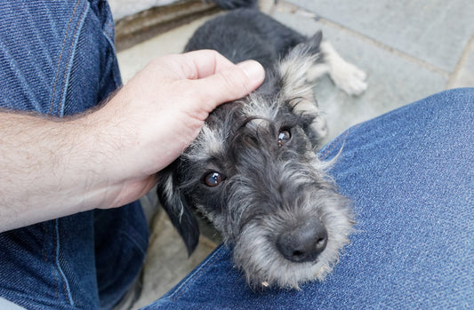 Gocce per Otite del Cane: Guida alla Scelta e all'Uso Corretto
