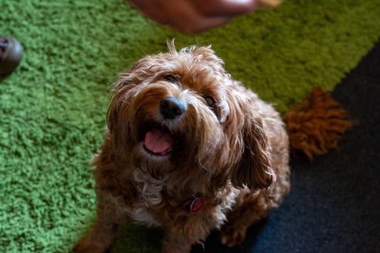 Assicurazione cane: conviene? Guida completa a costi e coperture