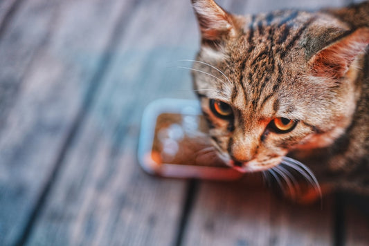 A tabby cat eats from a small dish.