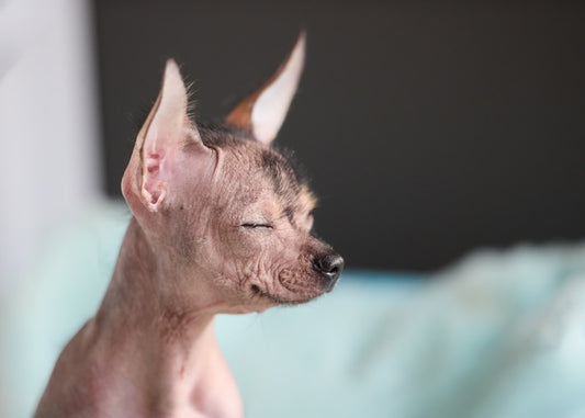 Dermatite da leccamento nel cane: quando il tuo cane si lecca fino a farsi male