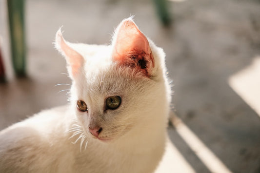 Il mio gatto ha il naso secco: significa che sta male?