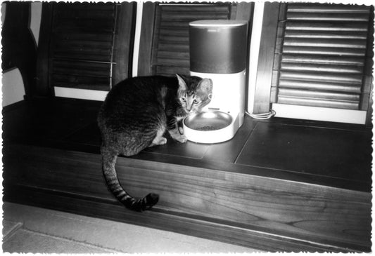 Crocchette Gatto Migliori: Come Scegliere tra Royal Canin, Hill's e Monge