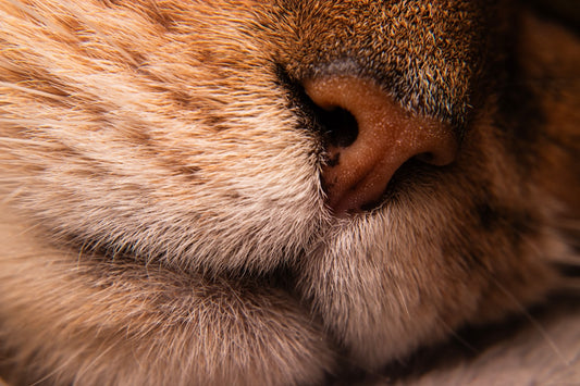 Il mio gatto ha il naso secco: significa che sta male?