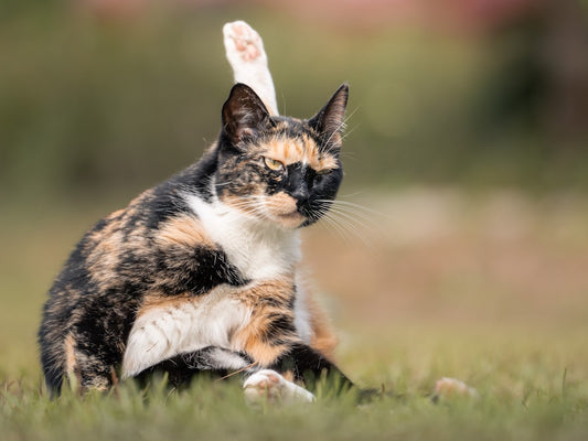 Gatto in Autunno: Come Gestire la Muta del Pelo con l’Alimentazione Giusta