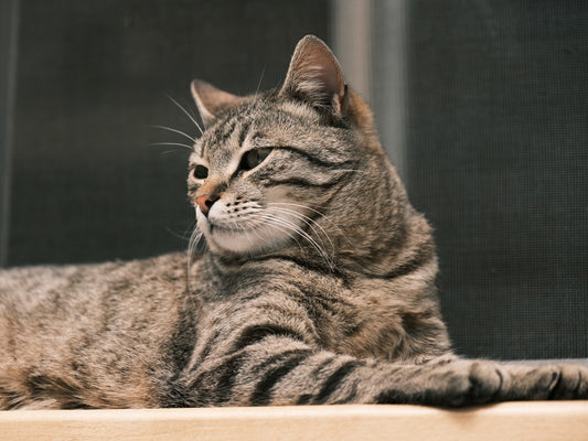 Come pulire le orecchie del cane e del gatto: guida sicura passo dopo passo