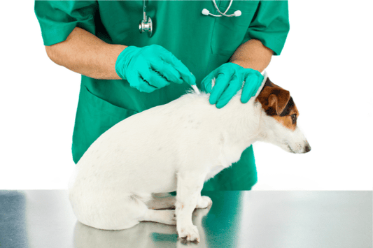 Antiparassitari per cani: spot-on, collare o compresse?