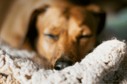 Quanto deve dormire un cane adulto: guida per razza ed età