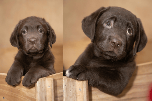 Cibo per cucciolo di Labrador: come sceglierlo bene