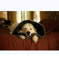 Comfy cone collare elisabettiano innovativo l diametro 25 cm