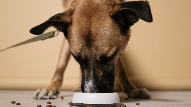 Cane che mangia crocchette dalla sua ciotola